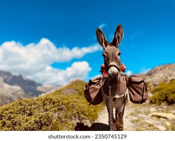 Cool donkey carrying stuffs during a French Alps family hike