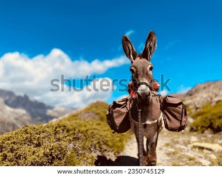 Cool donkey carrying stuffs during a French Alps family hike