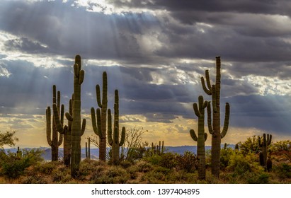 Cool & Dramatic Sunbeams Shining On Saguaro Cactus On Ridgline In North Scottsdale At Browns Ranch. 