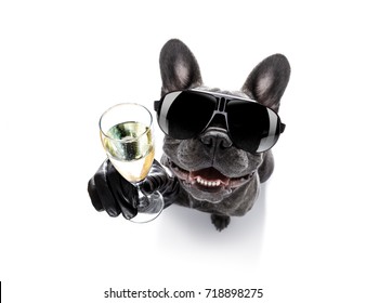 cool drunk french bulldog  dog cheering a toast with cocktail drink , looking up to owner ,   isolated on white background - Powered by Shutterstock