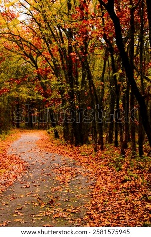 Cool Fall Day in the on the trail of Orange leaves