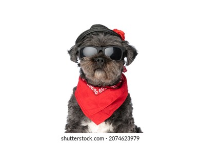 cool fashion dog wearing sunglasses, a red bandana and a hat almost falling off his head