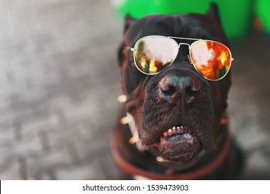 A Cool And Fashionable Dog In Golden Studded Sunglasses.