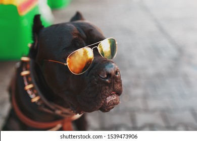 A Cool And Fashionable Dog In Golden Studded Sunglasses.