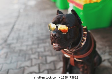 A Cool And Fashionable Dog In Golden Studded Sunglasses.