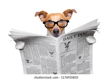 Cool Funny Jack Russell  Dog Reading A Newspaper Magazine