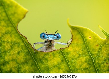 Cool funny macro image of a dragonfly on a leaf. Natural background and close up portrait of dragonfly with big eyes.