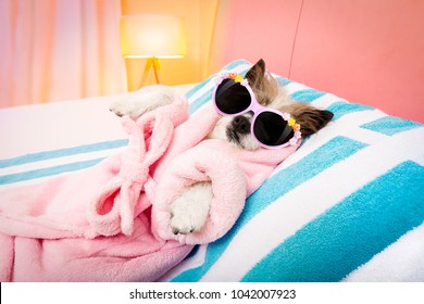 cool funny  poodle dog resting and relaxing in   spa wellness salon center ,wearing a  bathrobe and fancy sunglasses