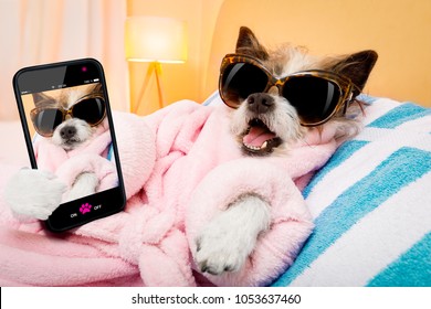 Cool Funny  Poodle Dog Resting And Relaxing In   Spa Wellness Salon Center ,wearing A  Bathrobe And Fancy Sunglasses, Taking A Selfie With Smartphone Or Cell Phone