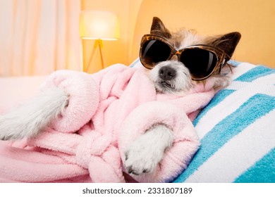 cool funny poodle dog resting and relaxing in spa wellness salon center ,wearing a bathrobe and fancy sunglasses