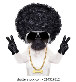 Cool Gangster Pug Dog With Peace Or Victory Fingers Looking Very Cool With Big Afro Look Wig As Hair