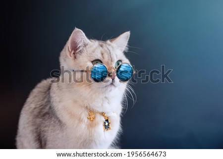 Cool gray british cat wears blue sunglasses on an black blue background.