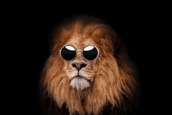 Cool Hipster Boss Lion With Vintage Round Sunglasses On Black Background. Creative Lion Concept 