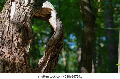 Cool Hole In Th Tree In The Forest. Daylight. No People.