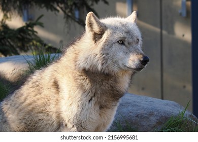 Cool Japanese Wolf At Asahiyama Zoo