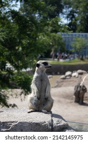 Cool Lemur In Copenhagen Zoo