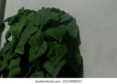 Cool and Lush Green Betel Leaves Cling to The Walls - Shutterstock ID 2314988921