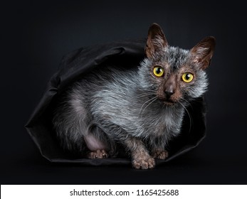 Werewolf Cats Pictures