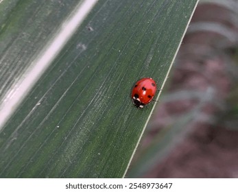 Cool macro nature picture of ladybugs on fern leaf. Blue background with place for text.seven-spot ladybird on leaf in nature.ladybug.insect. - Powered by Shutterstock