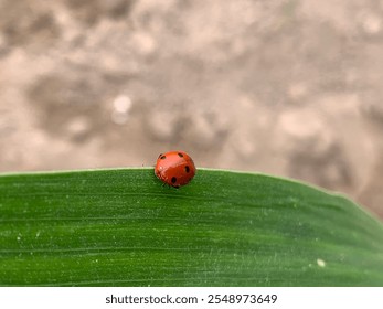 Cool macro nature picture of ladybugs on fern leaf. Blue background with place for text.seven-spot ladybird on leaf in nature.ladybug.insect. - Powered by Shutterstock