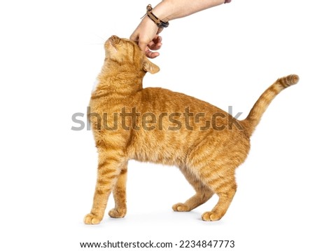 Cool male ginger senior house cat, standing side ways while being petted by human hand. Isolated on a white background.