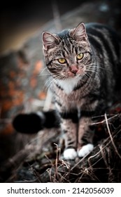 Cool Moody Shoot Of A House Cat Outside. Hunting And Playing In The Wild.