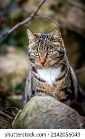 Cool Moody Shoot Of A House Cat Outside. Hunting And Playing In The Wild.