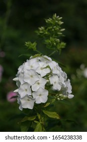 A Cool Night Leaves Dew Drops On The Petals Of The Phlox