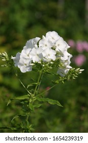 A Cool Night Leaves Dew Drops On The Petals Of The Phlox