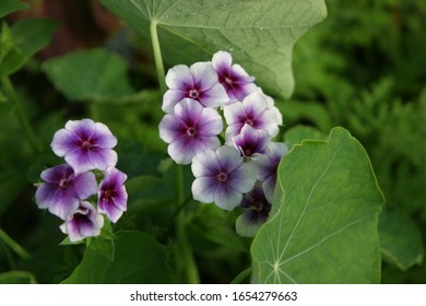 A Cool Night Leaves Dew Drops On The Petals Of The Phlox