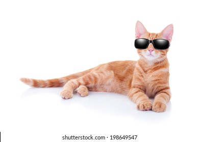 Cool Party Cat Or Summer Holiday Vacation Cat In Sunglasses