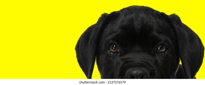 Cool Picture Of Lovely Black Cane Corso Dog Looking Up In Front Of Yellow Background In Studio