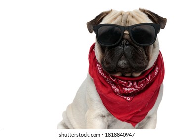 Cool Pug puppy wearing bandana and sunglasses while sitting on white studio background