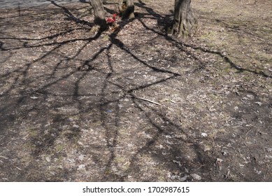 A Cool Reflexion Of The Branches On The Ground. Around You Can See The Soil Recover With Grass And Dead Leaves.  