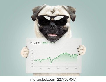 Cool successful business trader funny pug dog with sunglasses holding a white card with statistics and sales analytics. Business, crypto and investment, creative idea. Growing the economy, concept 
