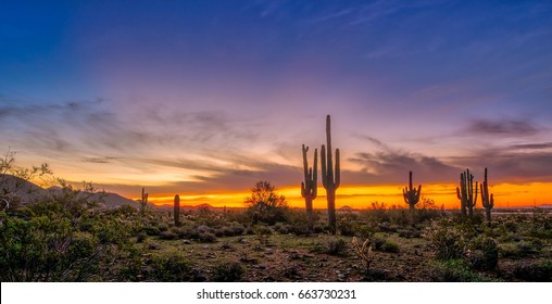 Cool Sunrise VI - A Pre Dawn Image Of A Sonoran Desert Yields Cool Blue Tones.  A Panoramic Landscape Orientation.  The Image Includes Beautiful Jewel Tones. 