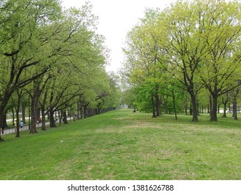 Cool Trees In Washinton DC