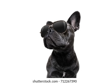 Cool Trendy Posing French Bulldog With Sunglasses Looking Up Like A Model , Isolated On White Background