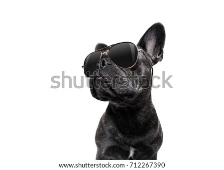cool trendy posing french bulldog with sunglasses looking up like a model , isolated on white background