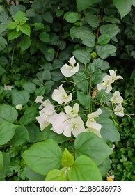 Cool White Flowers In Plants 4k Image