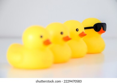Cool yellow rubber duck with black sunglasses leads a group of four. Idiomatic and phrase concept of organisation, to get one’s ducks in a row.