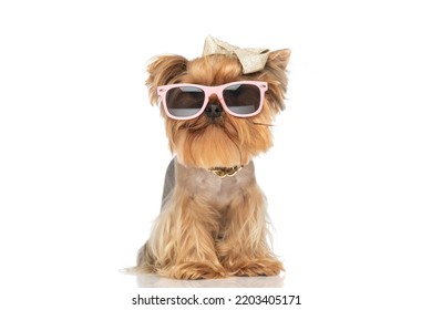 cool yorkie puppy with bow and collar wearing sunglasses and sitting on white background in studio