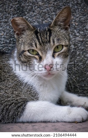 A cool young cat protrait
