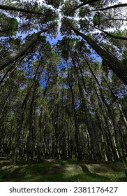 Coolness under a shady tree. Very tall pine trees make the heart calm because the wind and air are so refreshing.