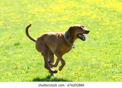 Coon Hound