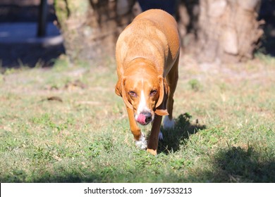 Coon Hound At The Dog Park