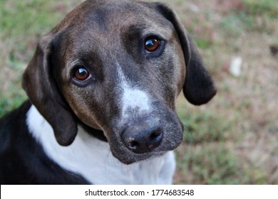 Coon Hound Male Canine Dog