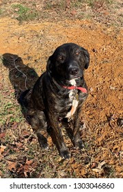 Coon Hound Outside 