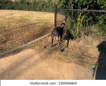 Coon Hound Outside 