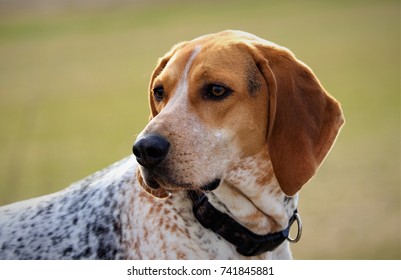 Coonhound